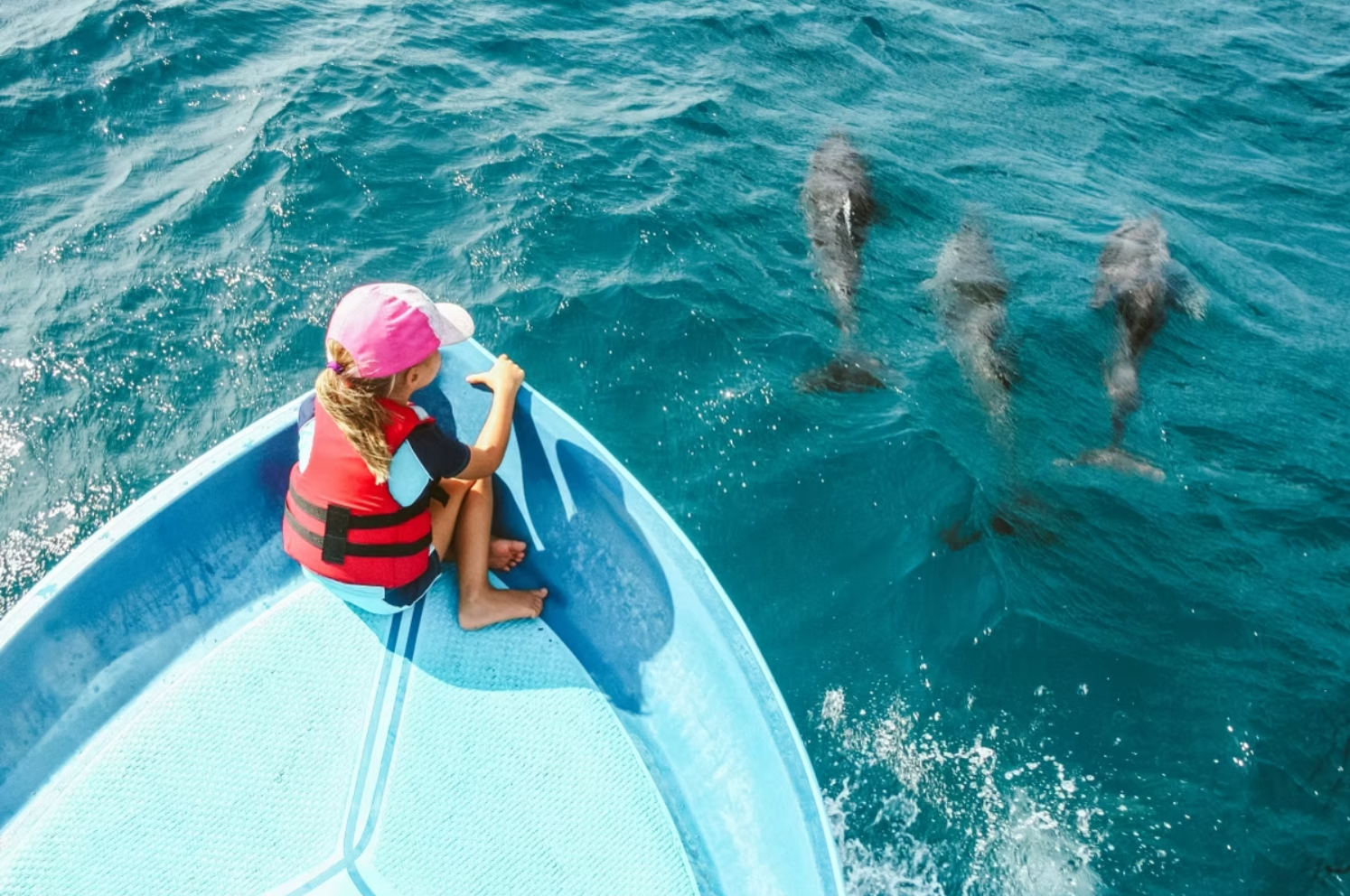 dolphin watching kalpitiya, Sri Lanka